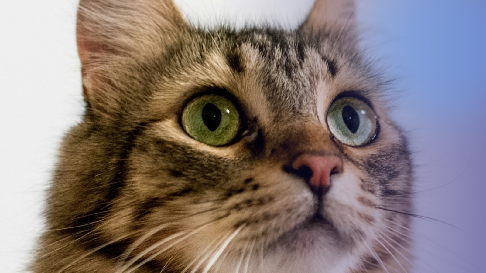 Close-up of a brown tabby cat with green eyes