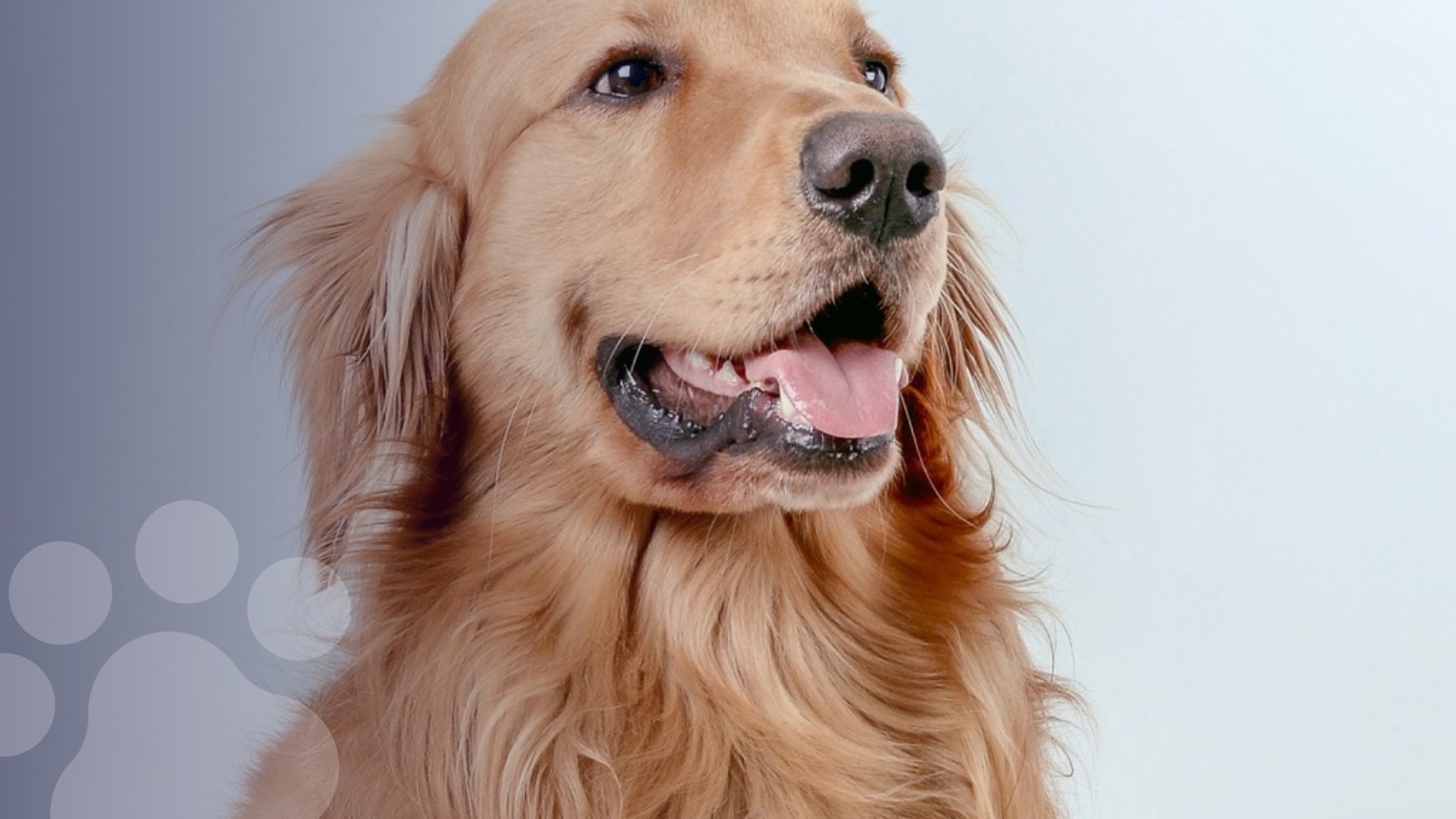 A smiling golden retriever looking to the side
